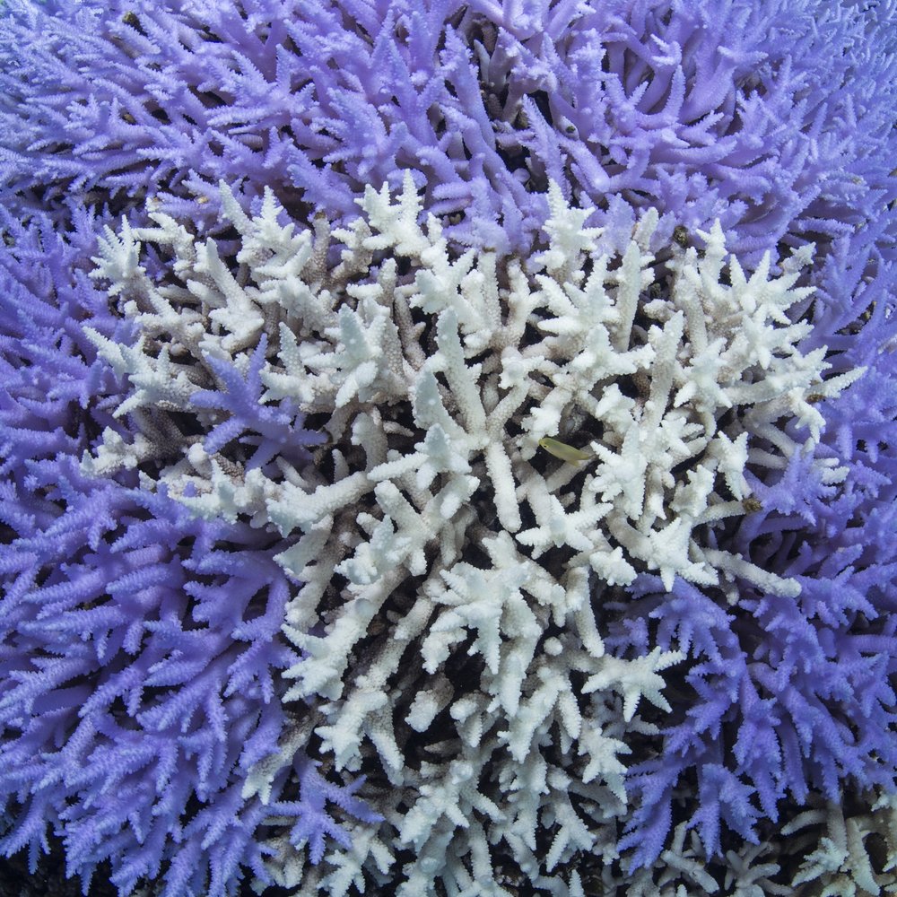 Image Courtesy Netflix - Chasing Coral.jpeg